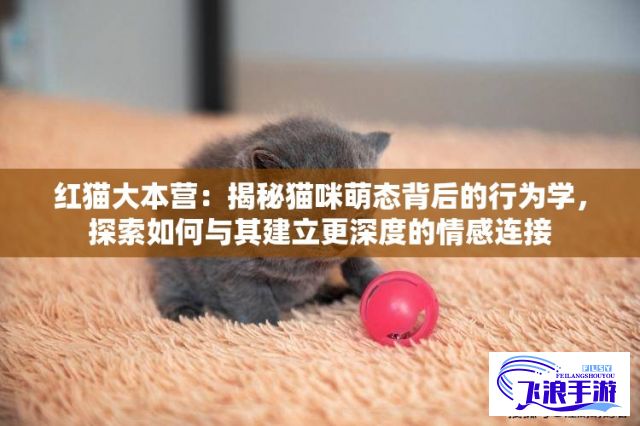 红猫大本营：揭秘猫咪萌态背后的行为学，探索如何与其建立更深度的情感连接