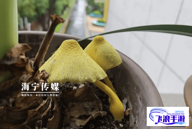 (蘑菇视频黄货) 揭秘蘑菇视频泛黄现象：光照和时间影响下的真相解析